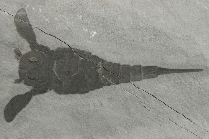 Eurypterus (Sea Scorpion) Fossil - New York #236968